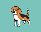 Perro Beagle