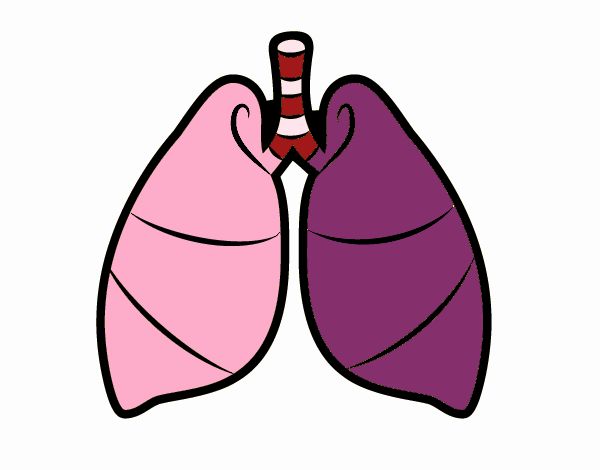 Pulmones