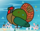 Un pavo