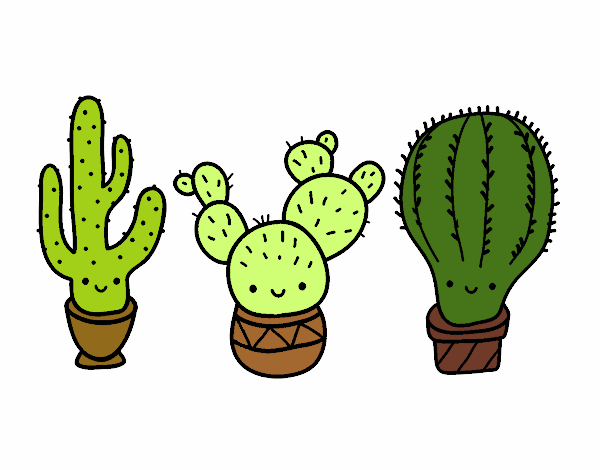 3 mini cactus