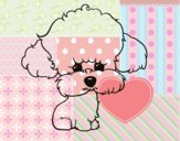 Cachorro de poodle