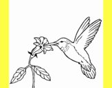 Colibrí y una flor