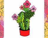 Flores de cactus