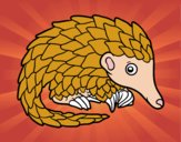 Pangolin