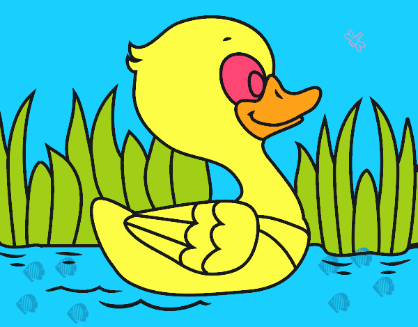 Patito de río