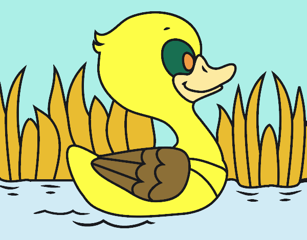 Patito de río