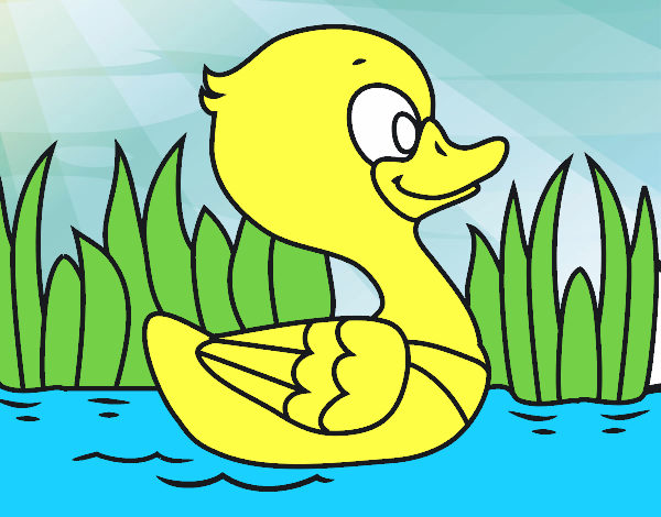 Patito de río