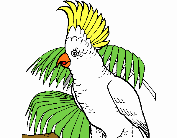 Cacatúa