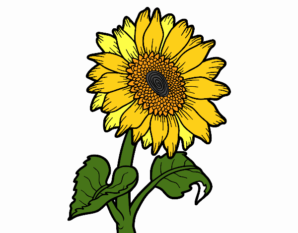Dibujo de Flor de girasol pintado por en  el día 06-03-23 a las  13:34:35. Imprime, pinta o colorea tus propios dibujos!