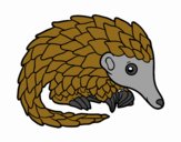 Pangolin