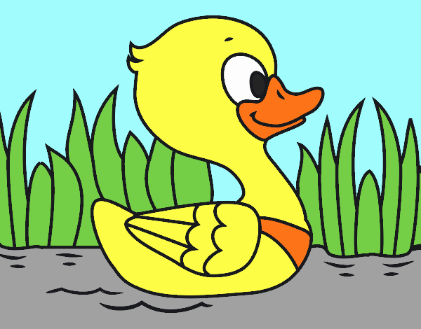 Patito de río