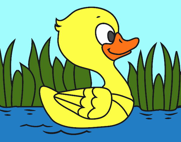 Patito de río