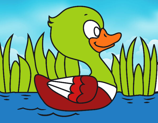 Patito de río