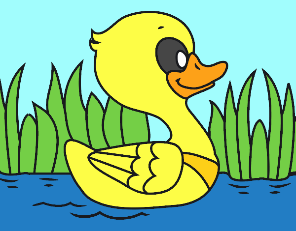 Patito de río