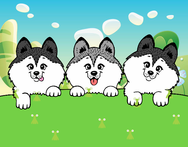 3 perritos