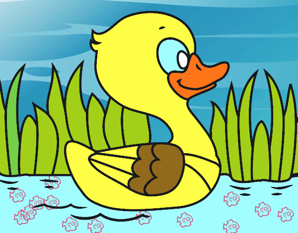 Patito de río