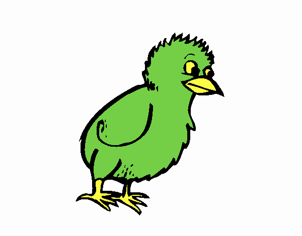 Pollito