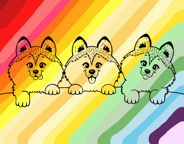 perros rainbow