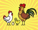 Familia gallina