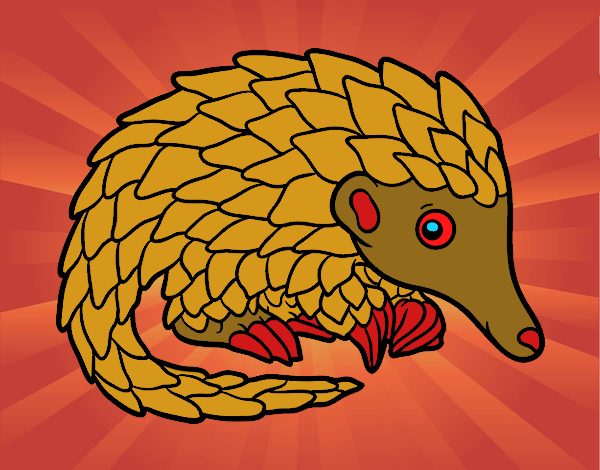 Pangolin