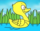 Patito de río