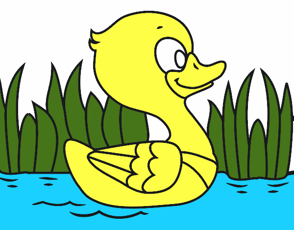 Patito de río