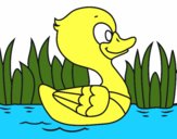 Patito de río