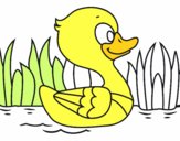 Patito de río