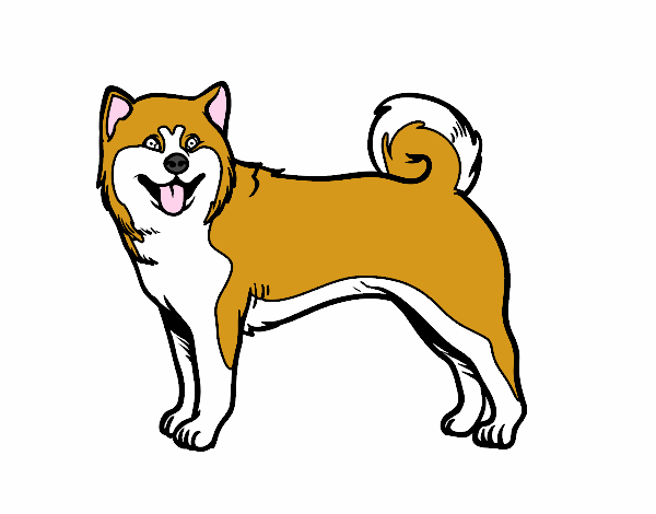 Perro Akita Inu