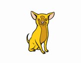 Perro chihuahua