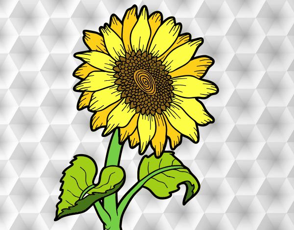 Un girasol