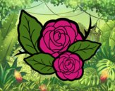 Dos rosas