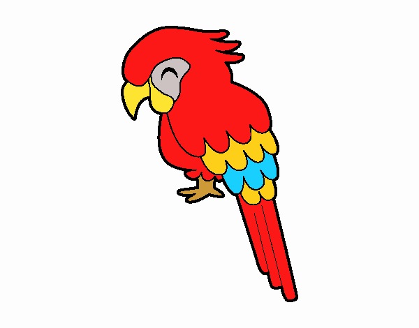 Guacamayo