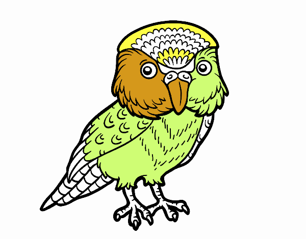 Kakapo