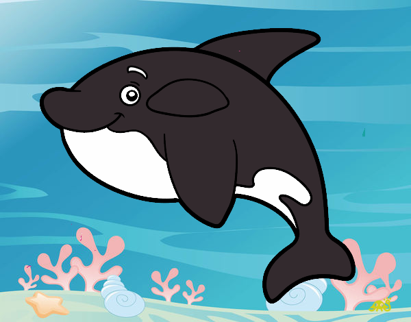 Orca joven