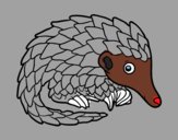 Pangolin