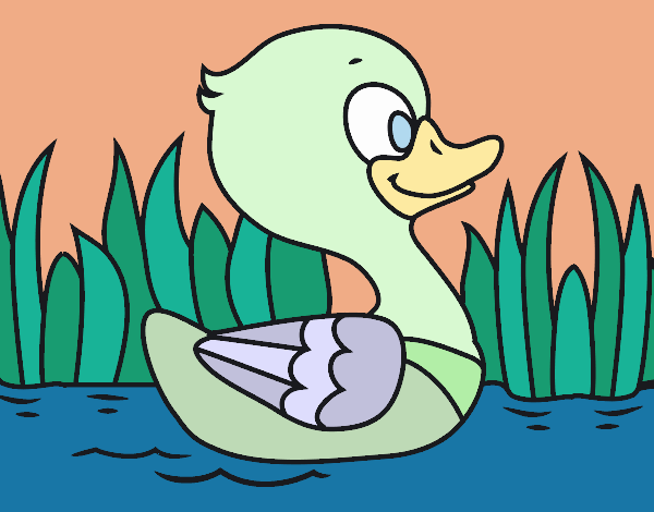 Patito de río