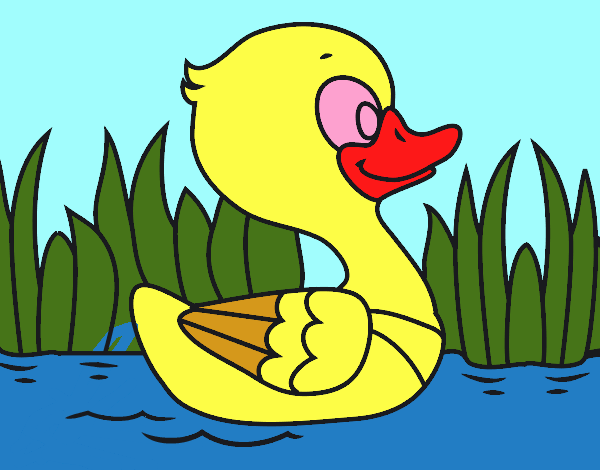 Patito de río