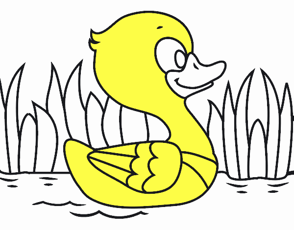 Patito de río