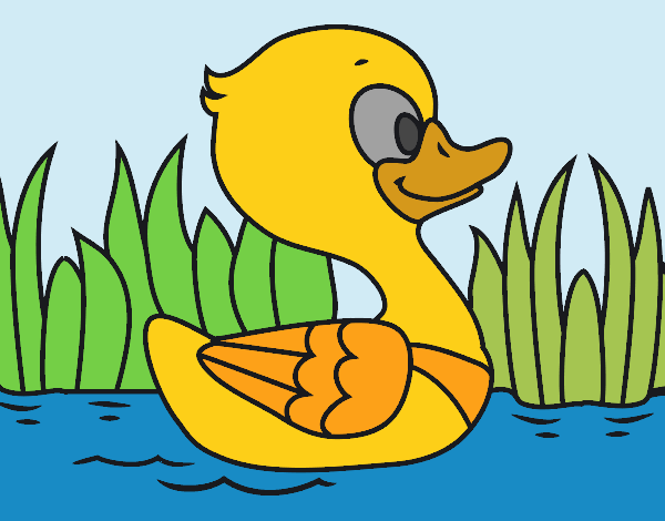 Patito de río