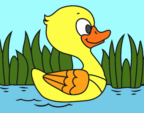 Patito de río