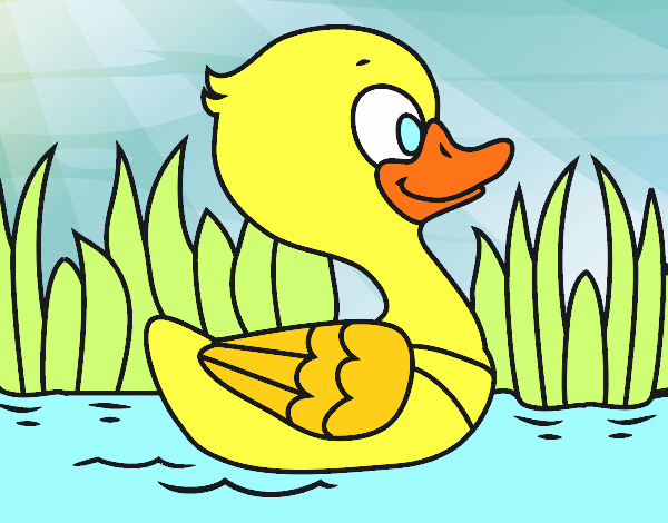 Patito de río