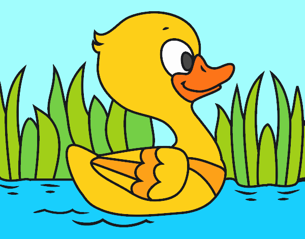 Patito de río