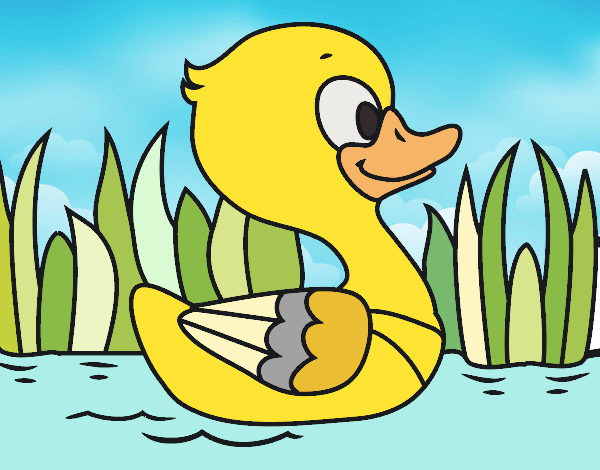 Patito de río