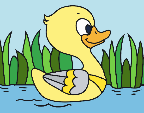 Patito de río