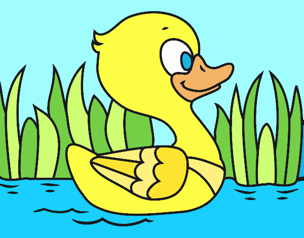 Patito de río