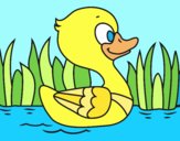 Patito de río