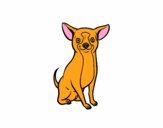 Perro chihuahua