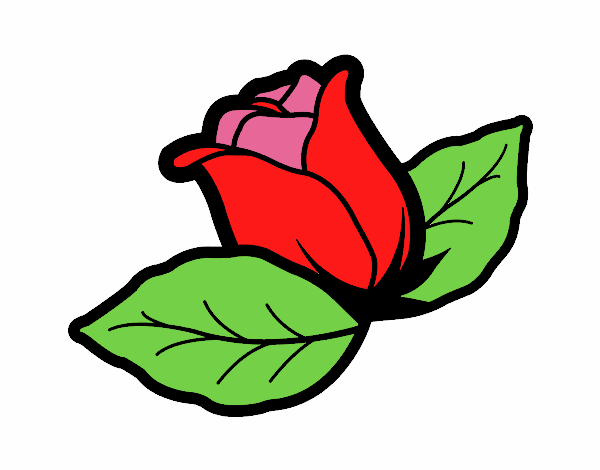 rosa