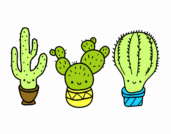 3 mini cactus